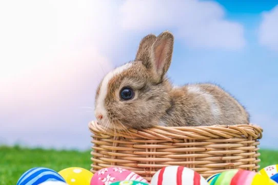 rabbit-easter-eggs-green-grass-with-blue-sky_1232-2547.webp