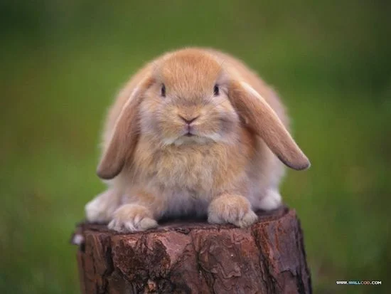 rabbit.webp