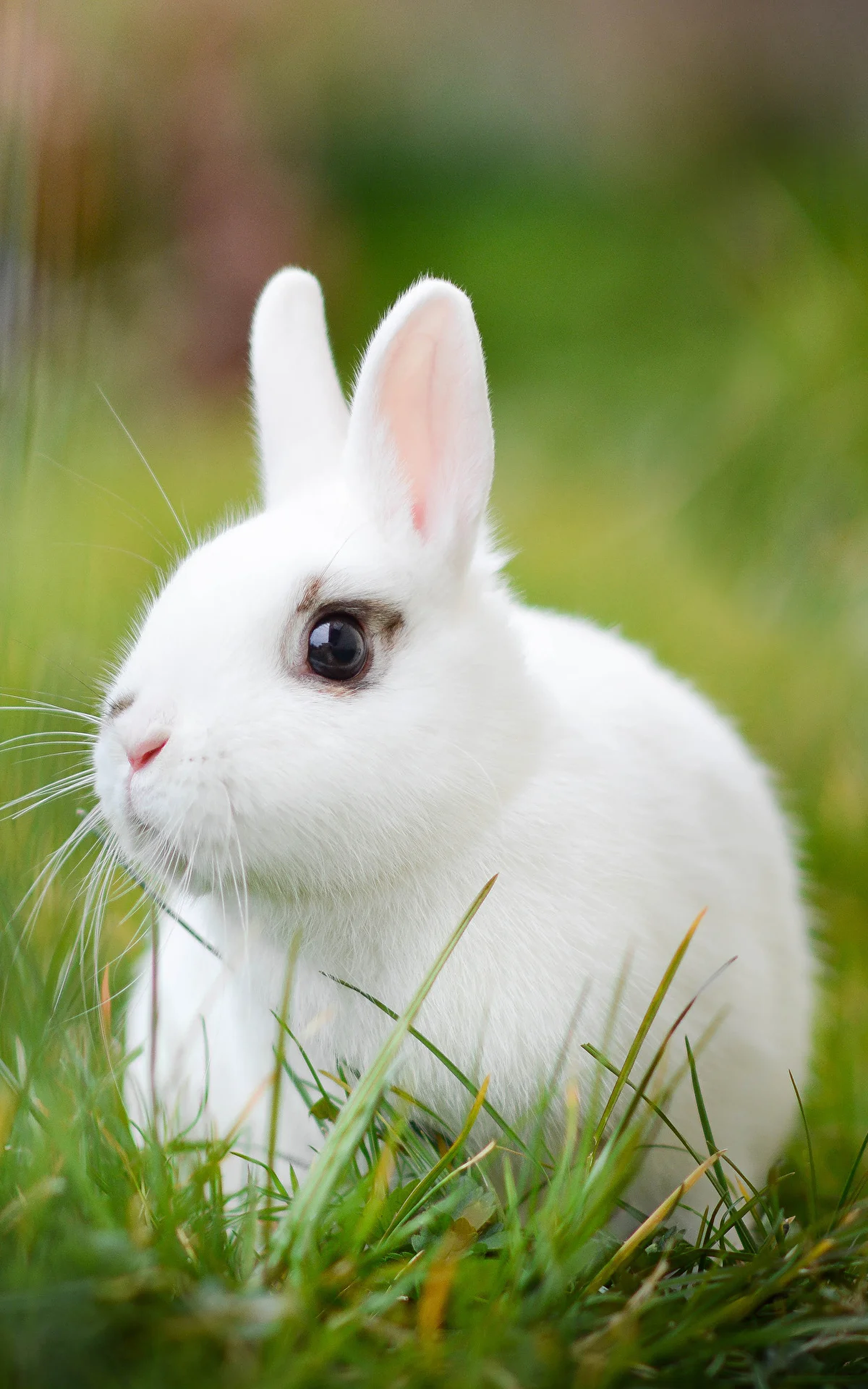 Rabbits_Grass_511940_1200x1920.webp