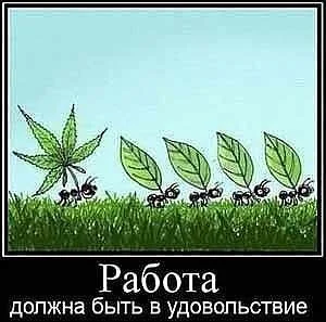 работа.webp