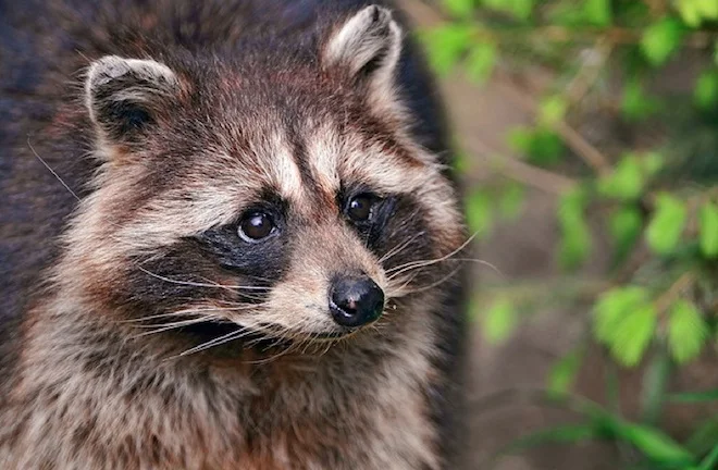 raccoon.webp