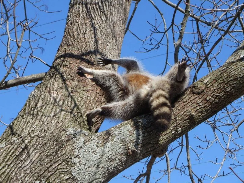 raccoon_stuck_03.webp