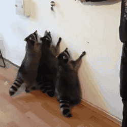 raccoons-vs-toy.gif