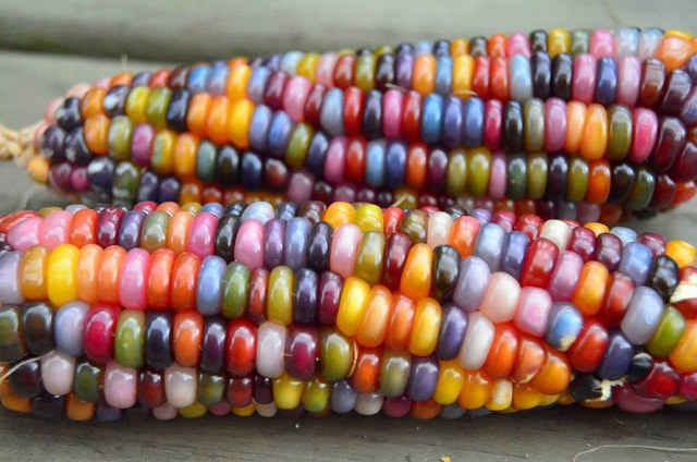 rainbow-corn-1.jpg