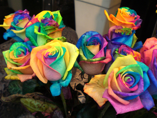 Rainbow-roses2.jpg