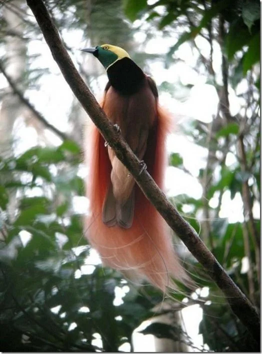 Райская птица.webp