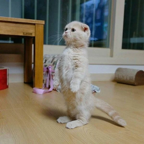 Равняйсь смирно.webp