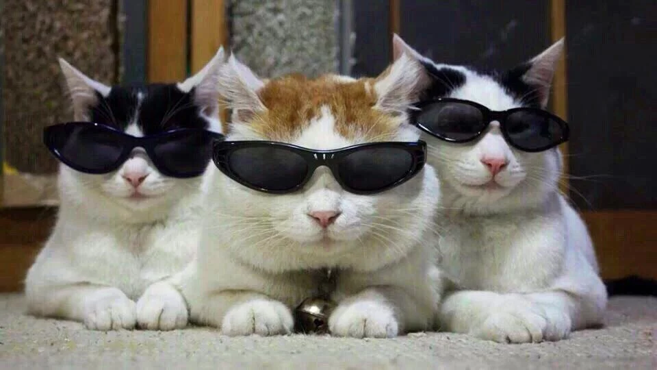 реальные котаны.1.webp