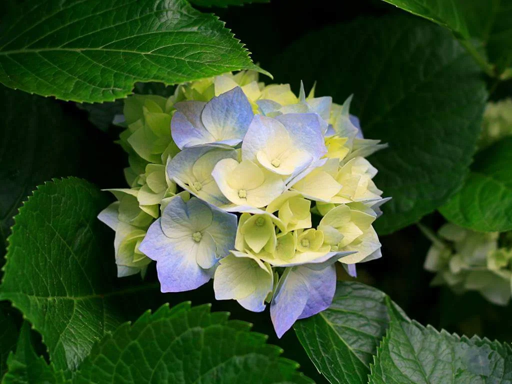 received_1502763290034410.webp