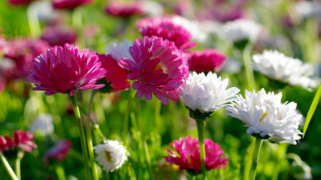 red-and-white-flower-field-169j-1024x576-MM-90.jpg