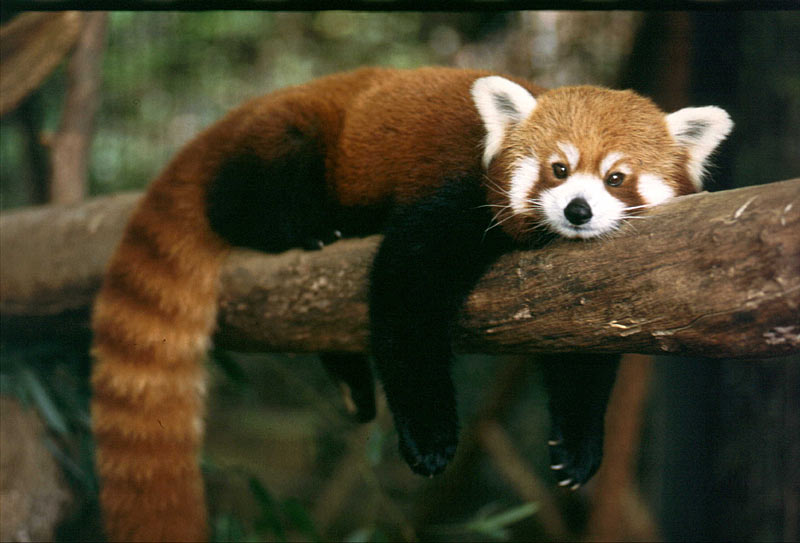 Red-Panda-2.jpg