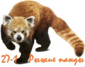 Red-Panda-Images-1920x1080.jpg