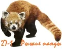 Red-Panda-Images-1920x1080.webp
