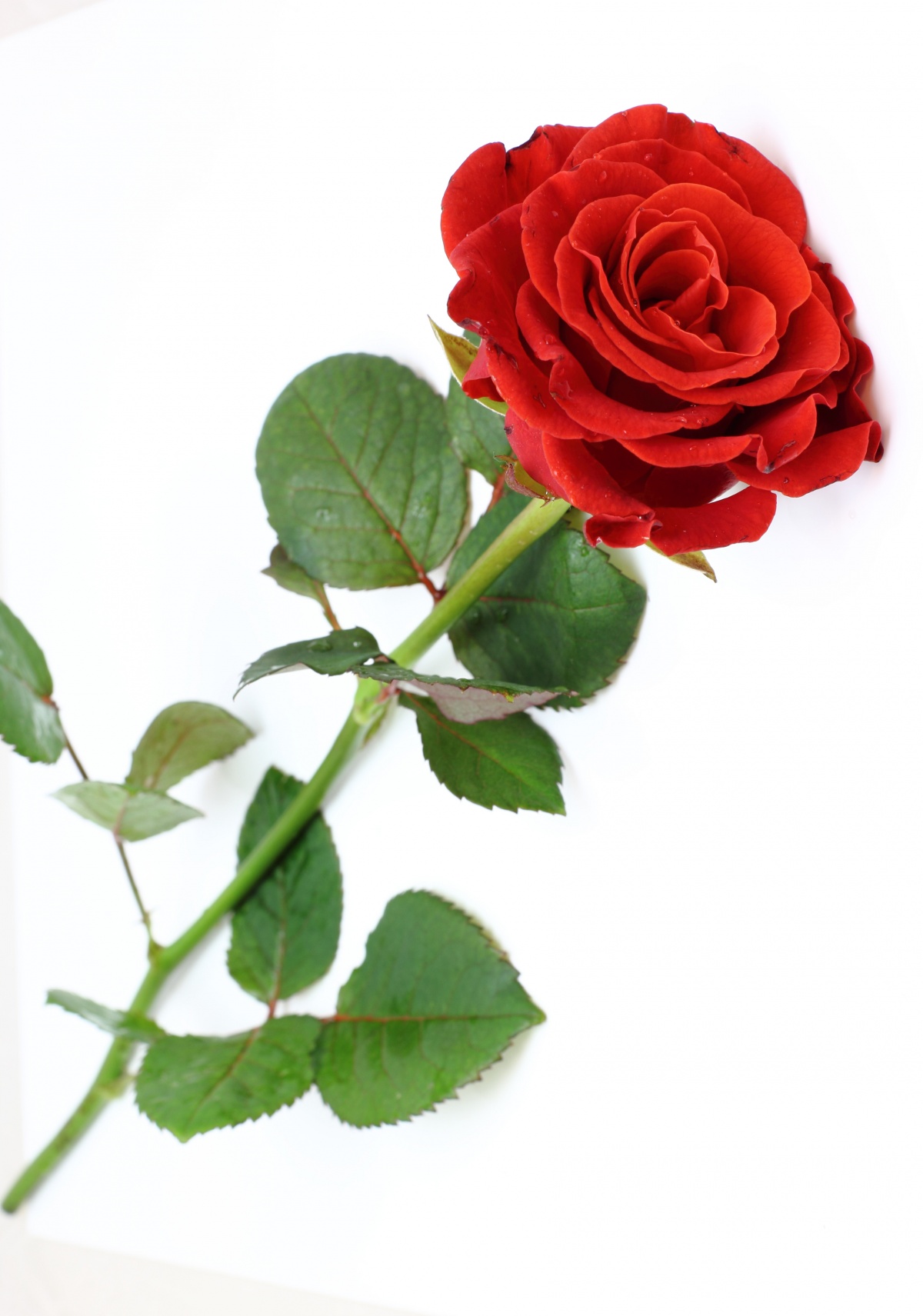 red-rose-arbeen-38512668-1200-1711.jpg