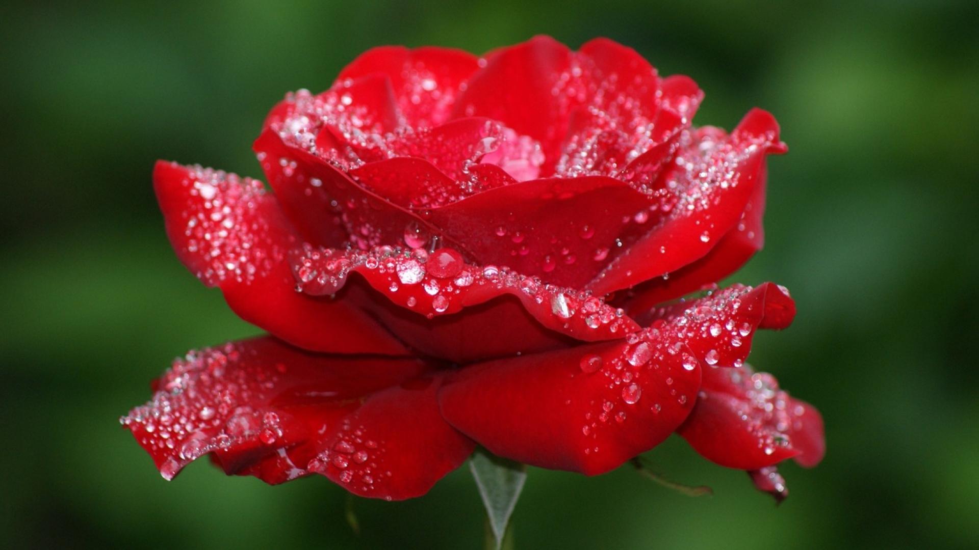 red-rose-flower-pictures-1920x1080.jpg