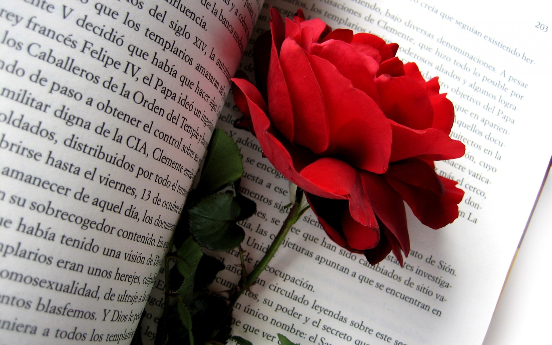 red-rose-on-a-love-book-1920x1200-wide-wallpapers.net.jpg