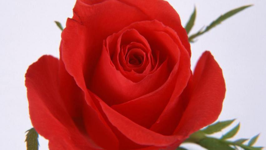 red-rose-wallpaper-1.jpg