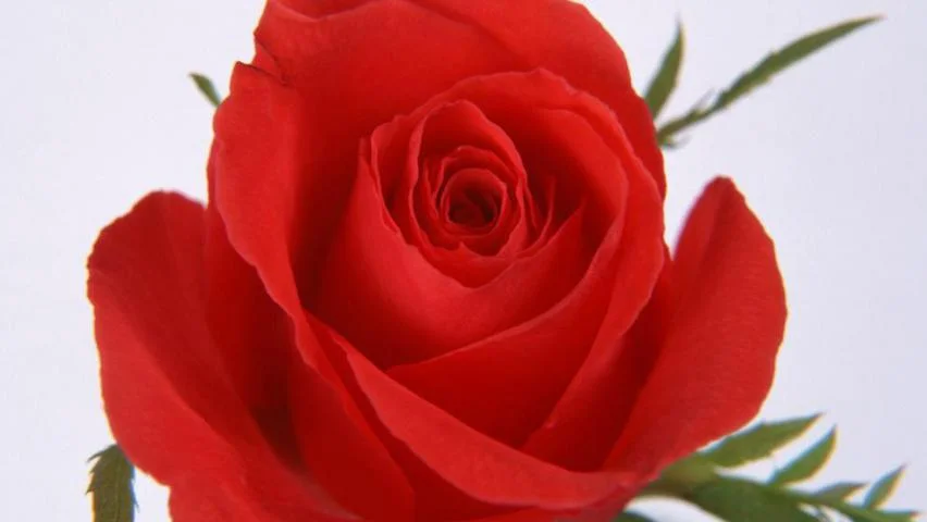 red-rose-wallpaper-1.webp