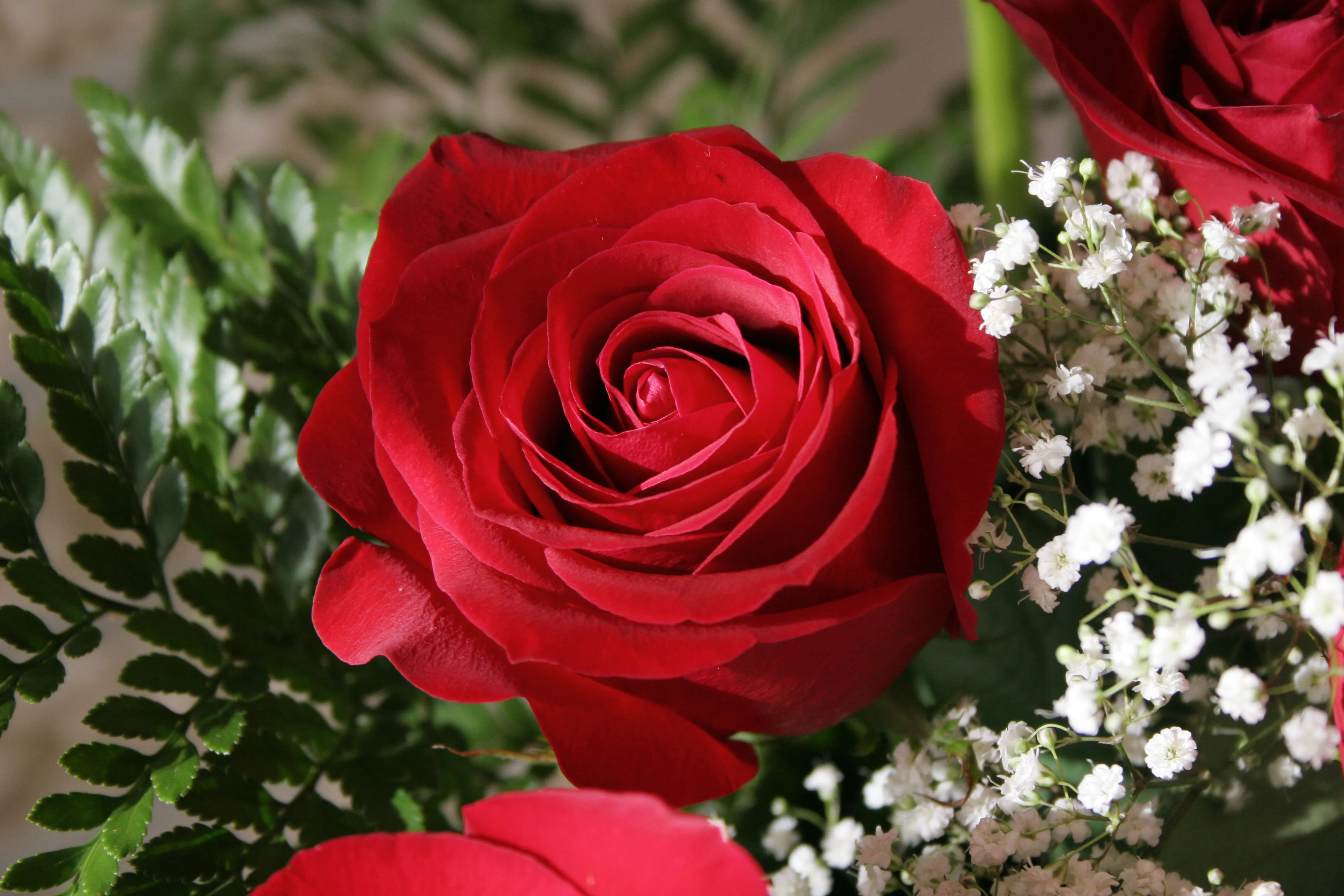 red-rose.webp