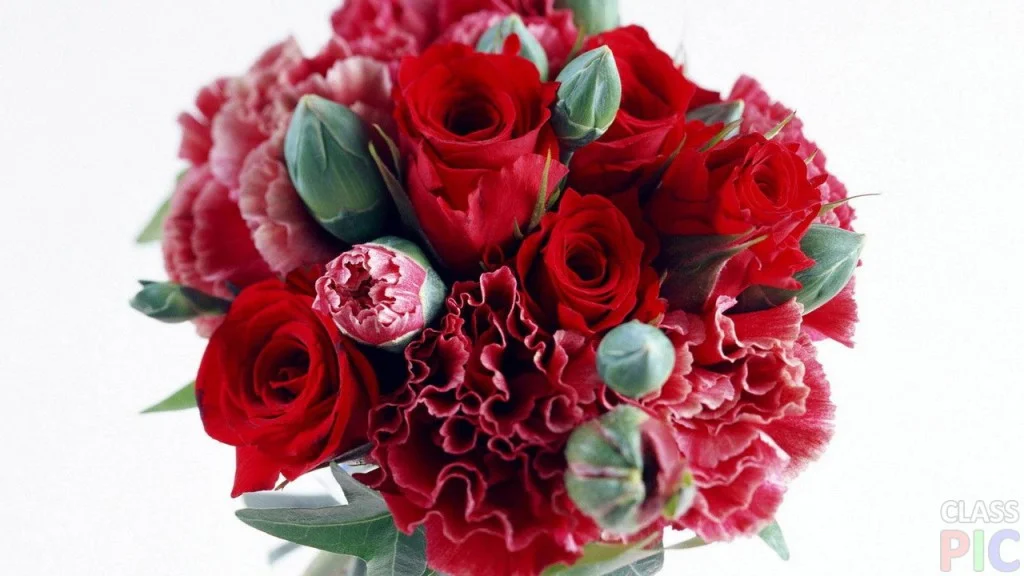 red-roses-and-carnation-1024x576.webp