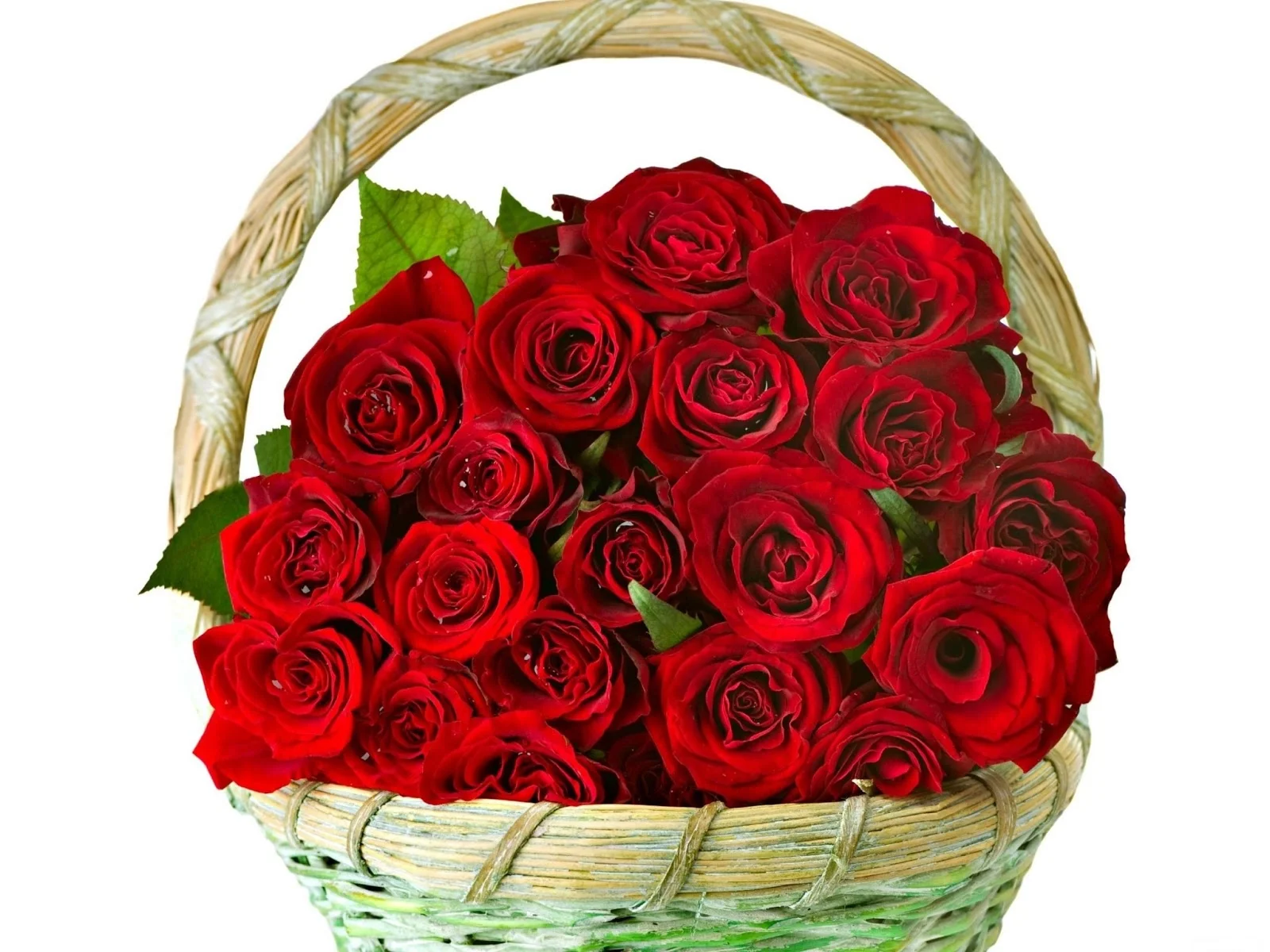 Red-Roses-Buke-14.webp