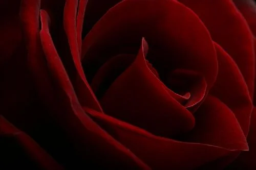 red-roses.webp