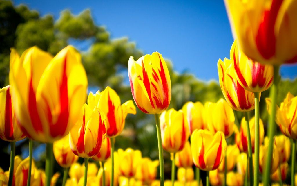 Red-Yellow-Tulips.jpg