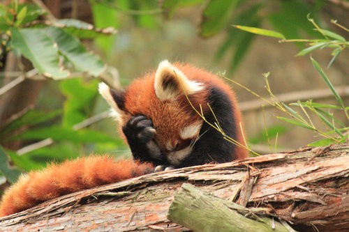 red_panda_hangover_by_auxientiusd4a6imb_large.jpeg