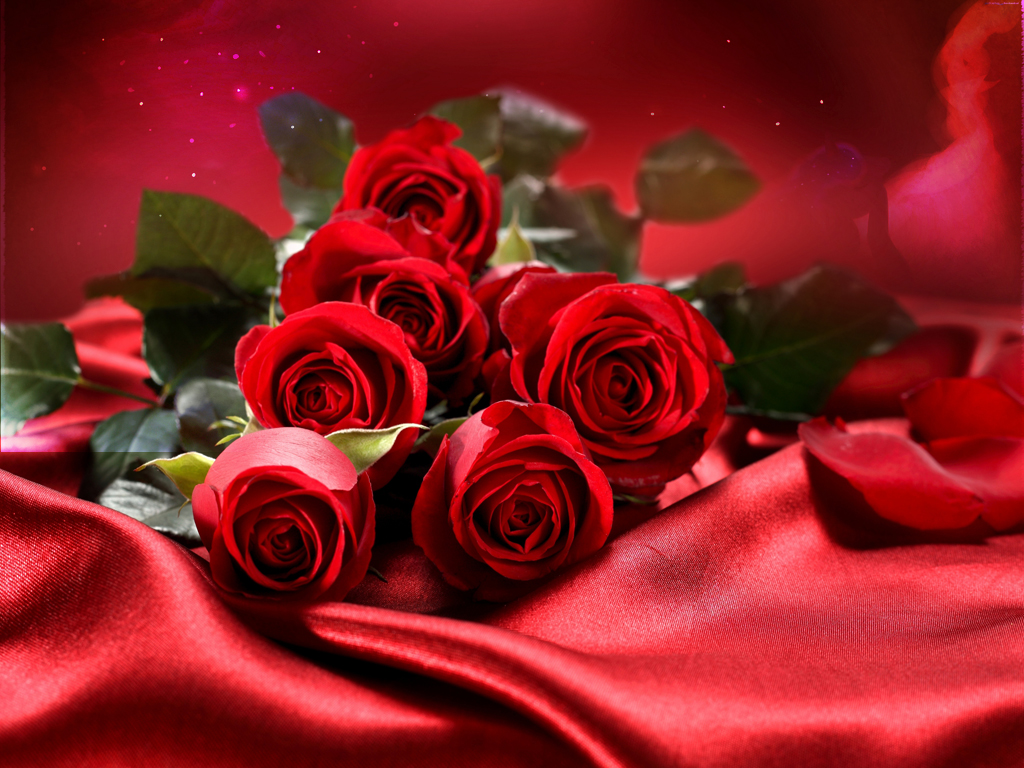 red_rose_wallpapers_free_download_004.jpg