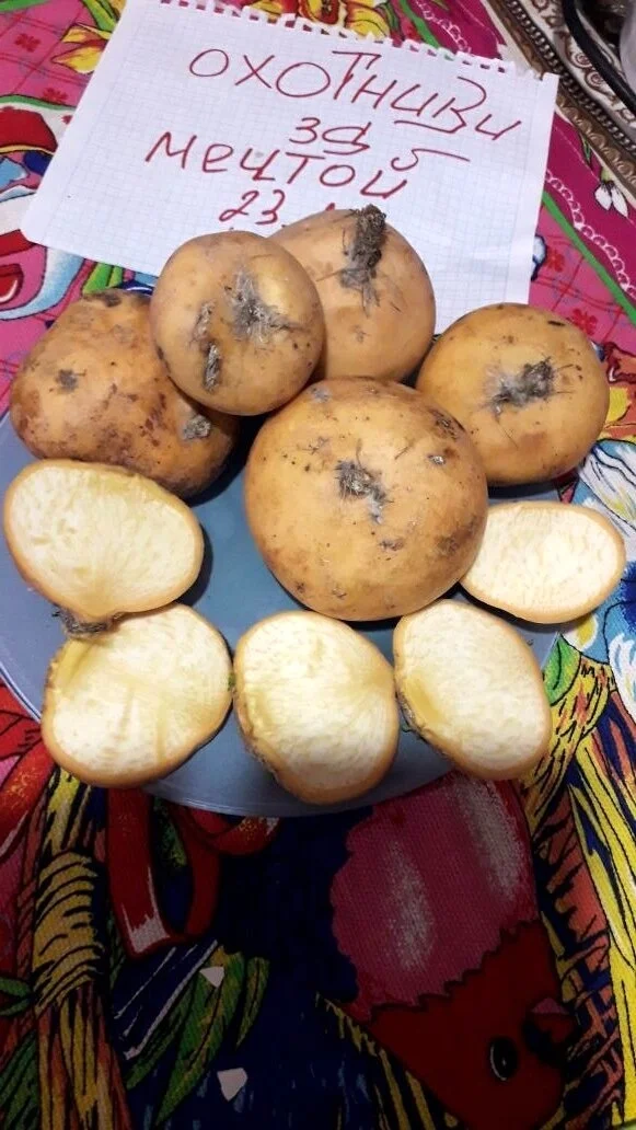 репа тут.webp