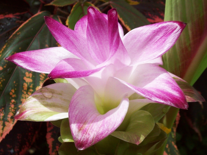 resized_Curcuma_sp.jpg