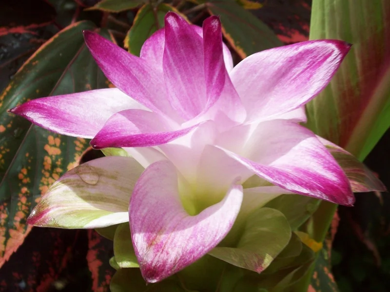 resized_Curcuma_sp.webp