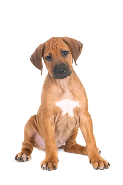 rhodesian-ridgeback-puppy-dog-looking-at-camera-on-white_262668-90.webp