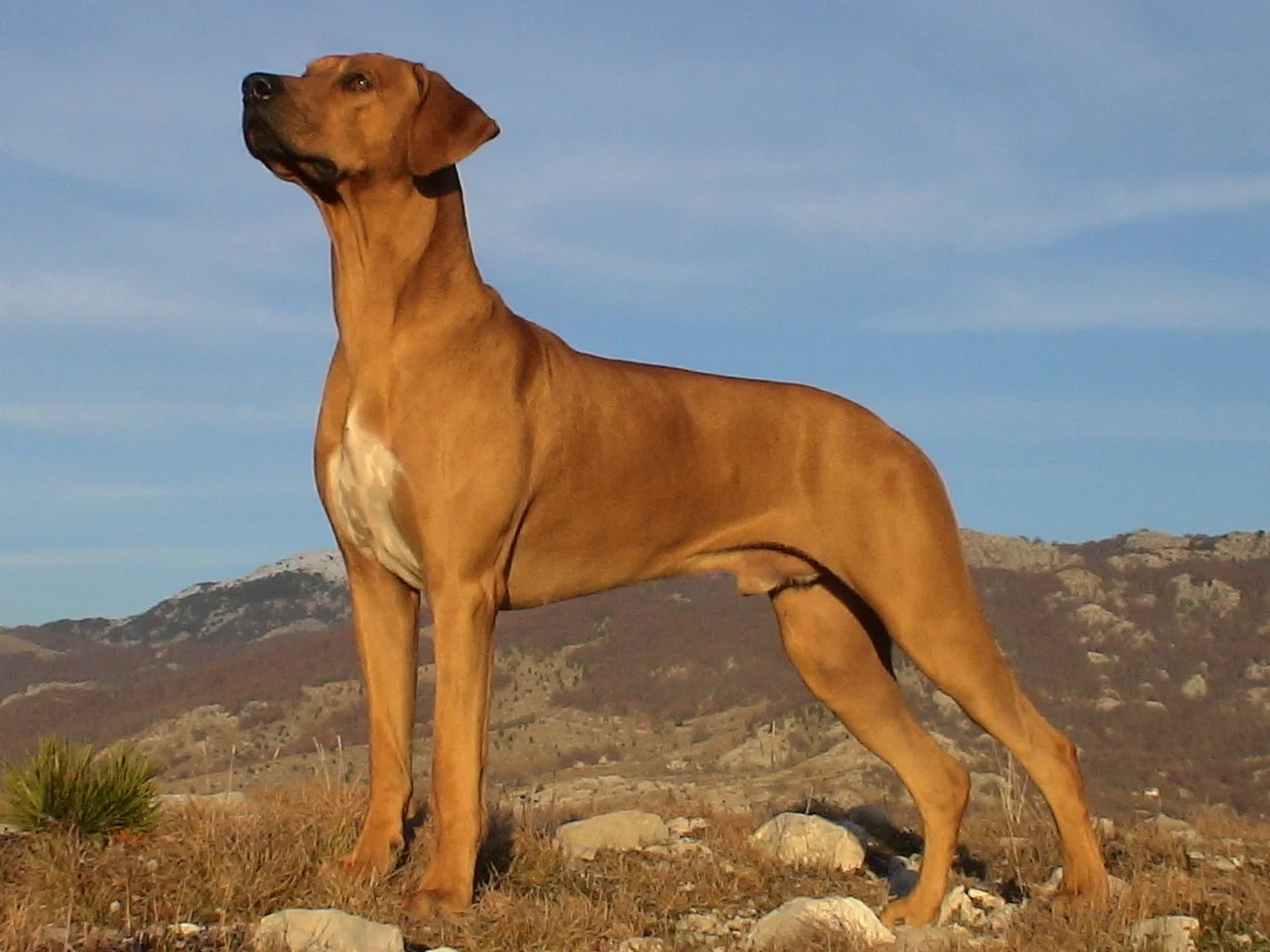 Ridgeback2.webp