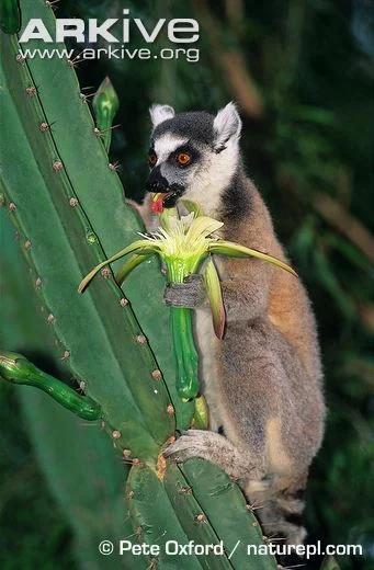 Ring-tailed-lemur-eating-a-cactus-flower.webp