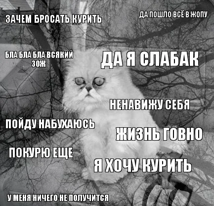 risovach.ru (1).webp