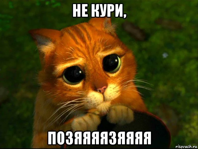 risovach.ru (2).webp