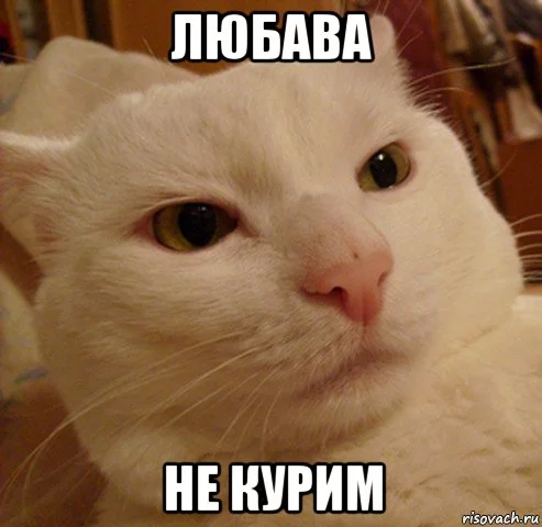 risovach.ru.webp