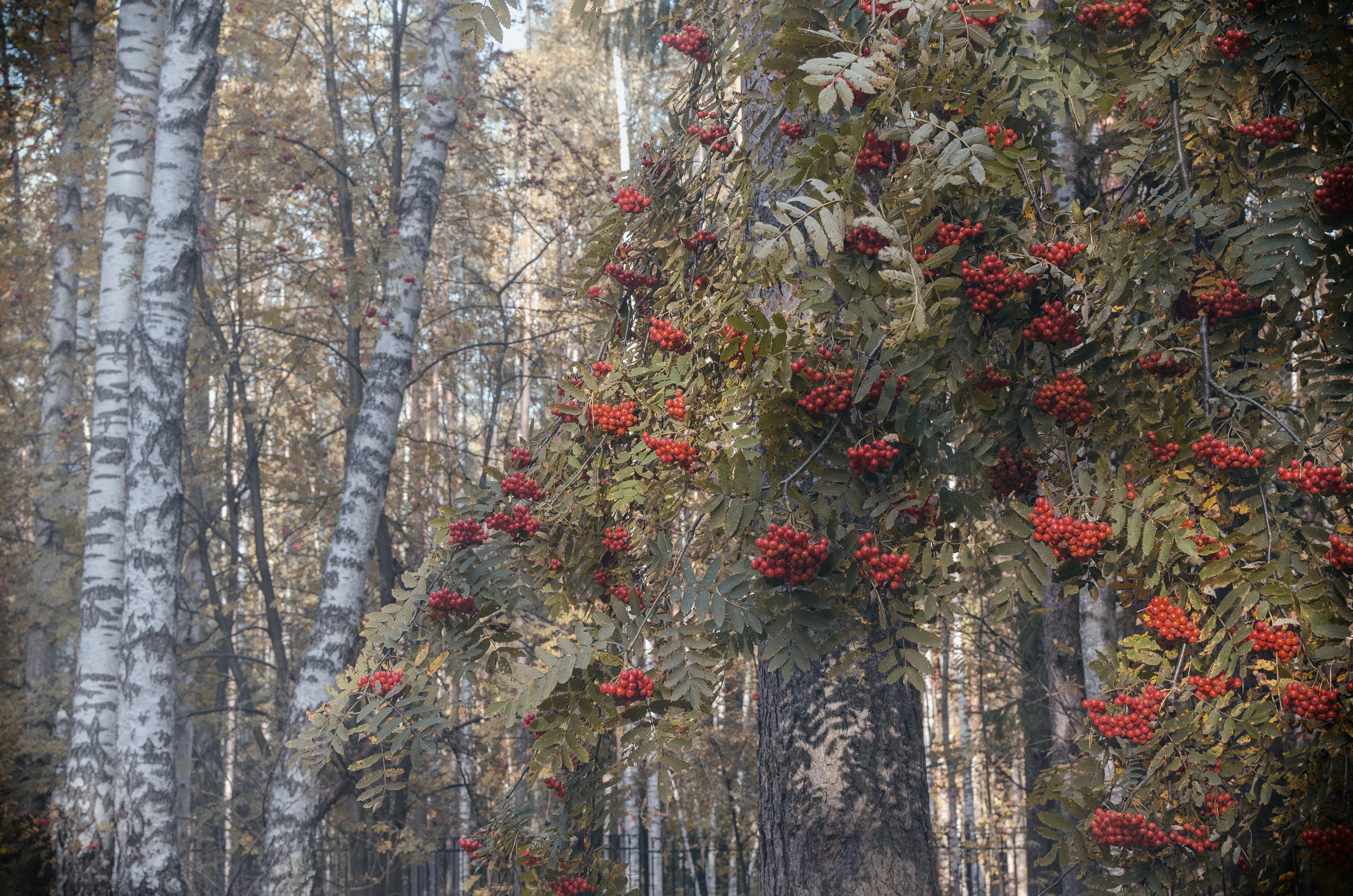 рябиновый пирог.webp