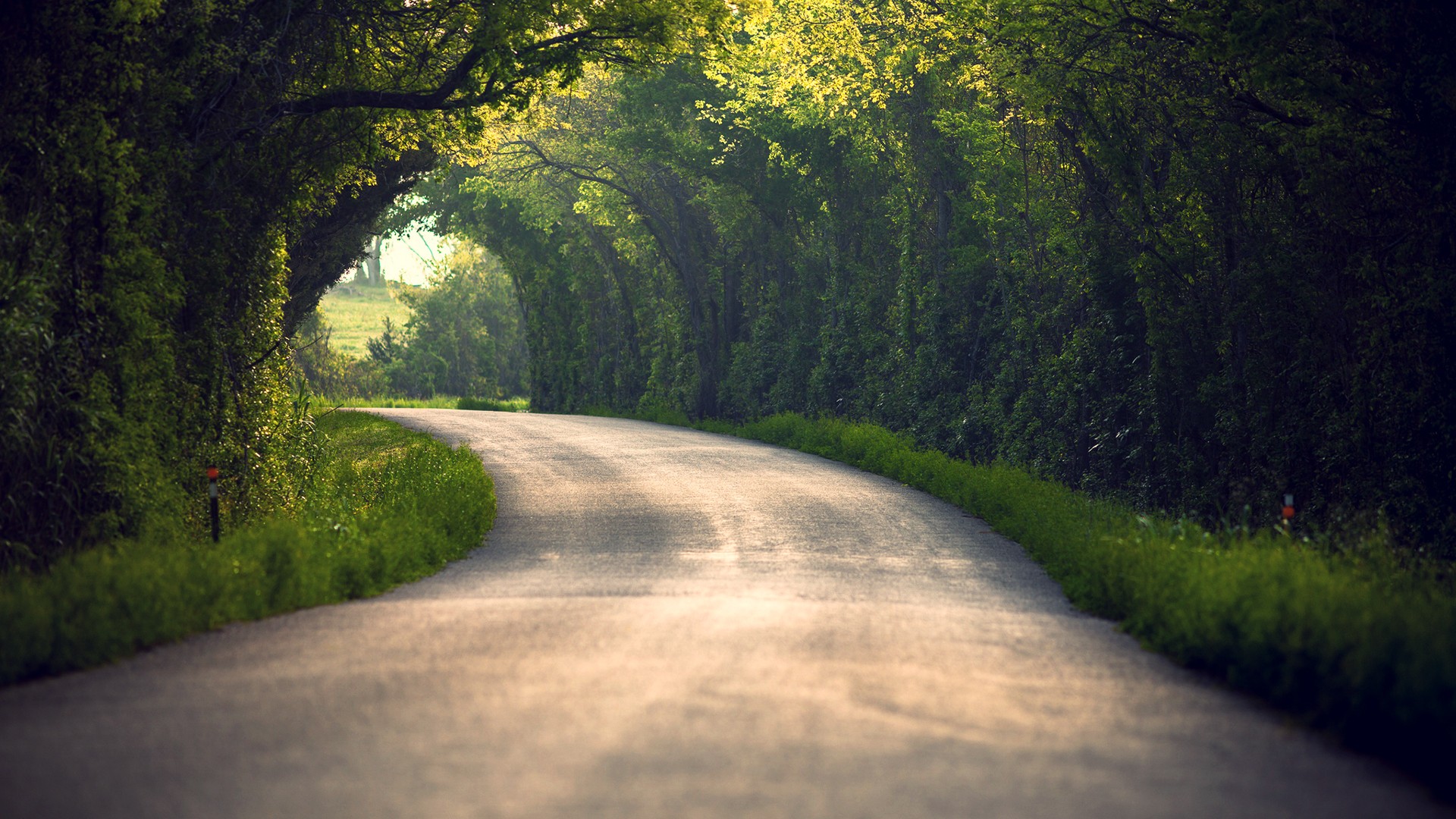 Road in Forest at Summer.jpg