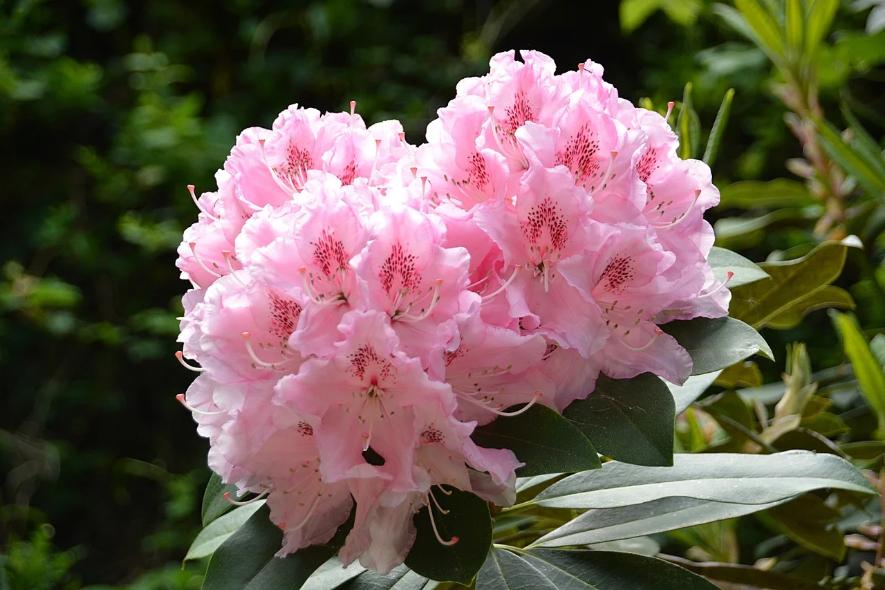 rododendron.webp