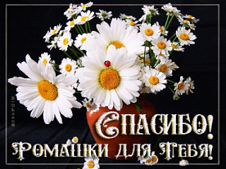 Ромашки для тебя!.gif