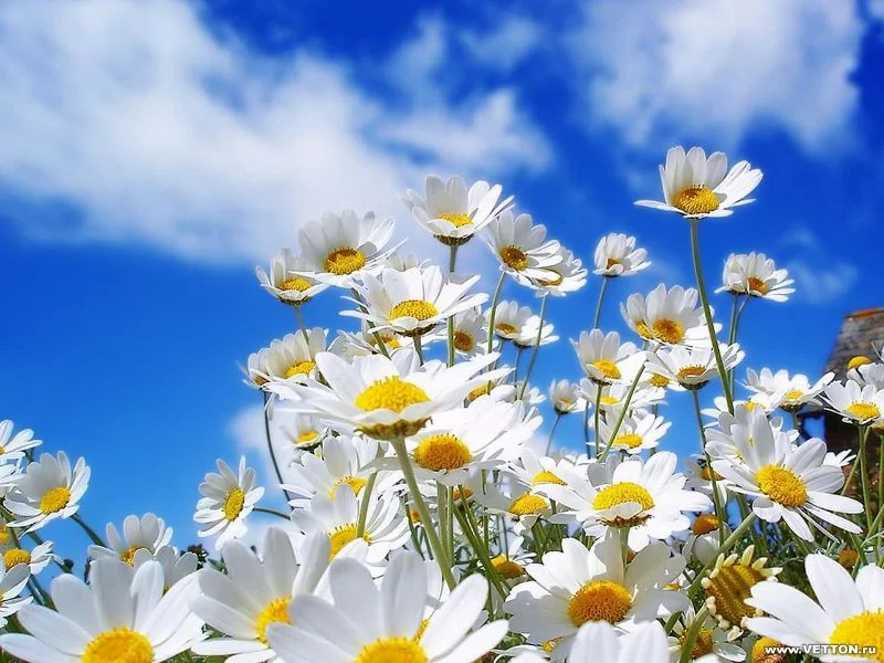 ромашки3.webp