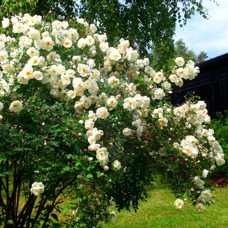 Rosapimpinellifolia.jpg