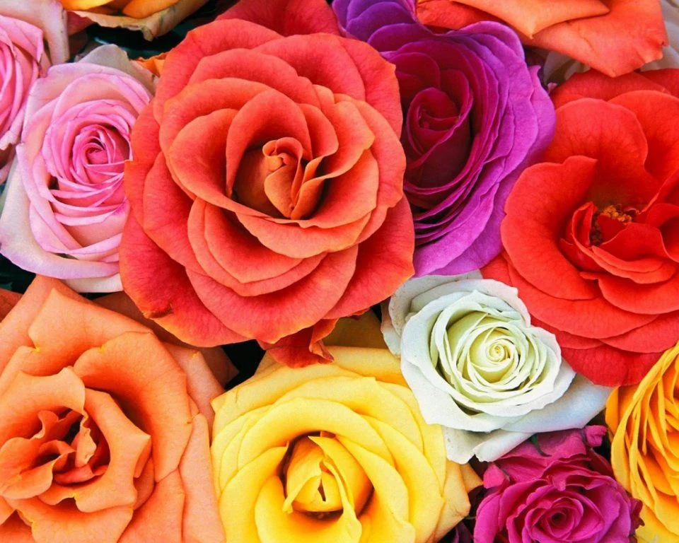 Rosas-de-colores.webp