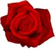 rose 1.webp