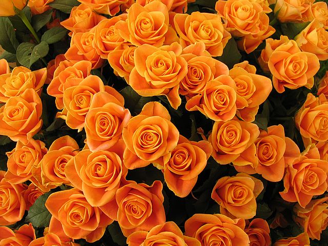 rose-bud-orange-bush-buds-flowers.jpg