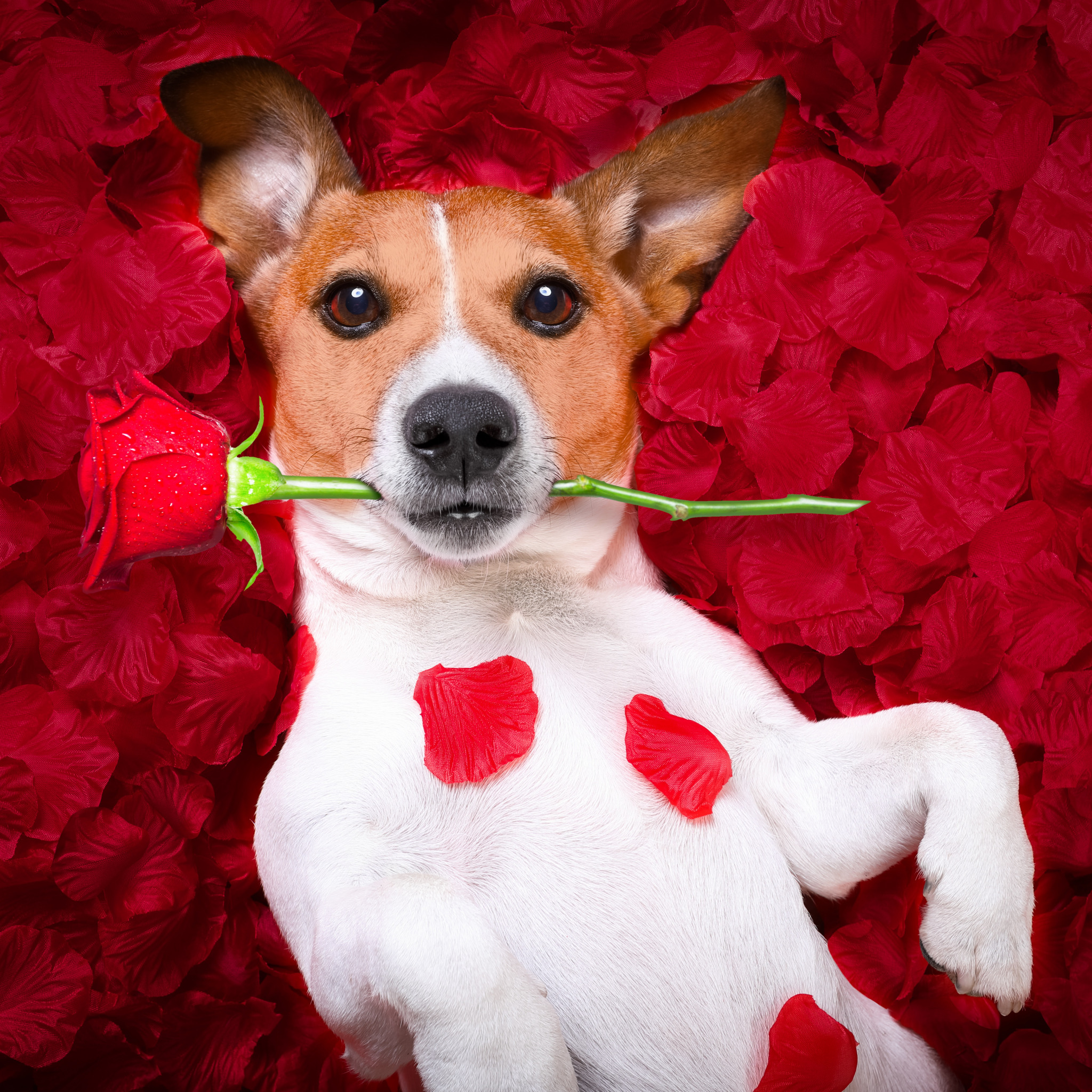 rose-dog-love-lepestki-romantic-valentine-funny-petals-sobak.jpg