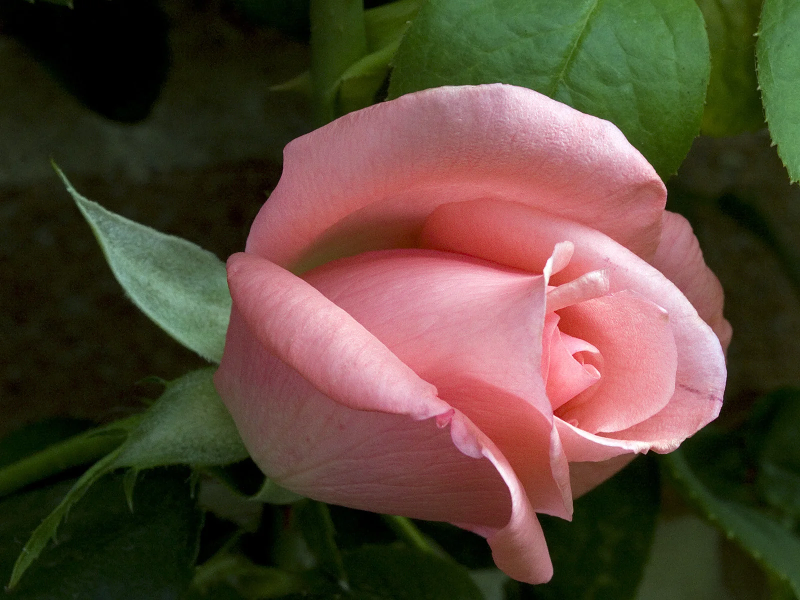 rose-shy-feeling ф2.webp