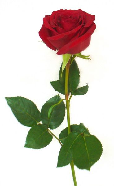 rose_red_600.jpg